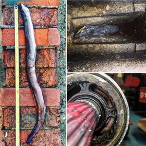 There’s An Eel In My Volvo Penta Sterndrive